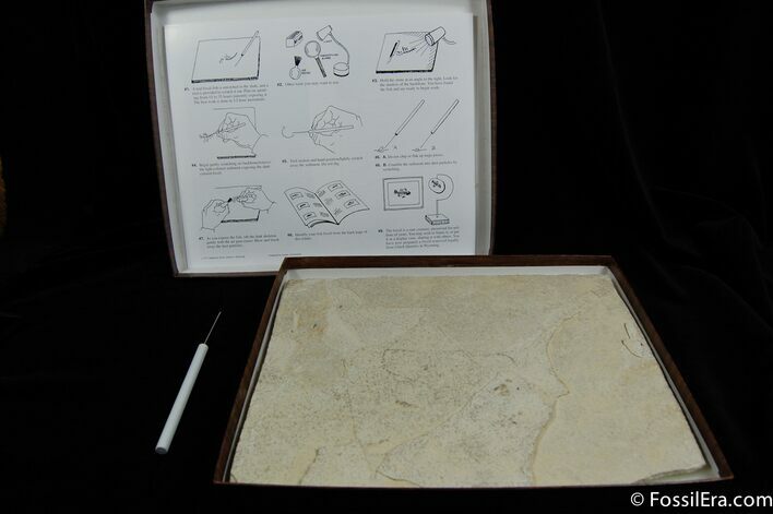 Prepare Your Own Fossil Fish Kit (A Grade) #617